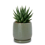 D'vine Dev olive pot front view showing beaded rim and clean finish for stylish display