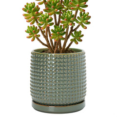D'vine Dev ceramic pot front view showing olive finish and beaded rim with decorative appeal