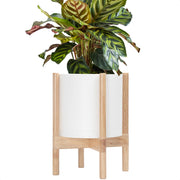 D'vine Dev white pot front view showing clean shape and display benefit