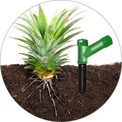 ECOWITT probe in a potted plant showing quick moisture check to prevent overwatering