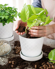 EFISPSS drainage hole and saucer detail prevents overwatering damage