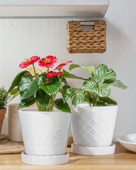 EFISPSS planter with succulent on windowsill brightens small spaces