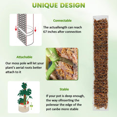 EOX moss-filled pole placed in pot providing moist rooting surface