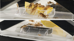 Exo Terra included food and water dishes keeping crickets nourished