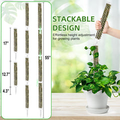 Fabulas in-pot Monstera in use with a pole supporting upright leaf development