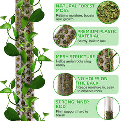 Fabulas moss texture closeup highlighting natural forest moss that aids aerial roots