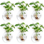 Fashionstorm front view glass wall planter showing clear oblate shape and hook for stylish display