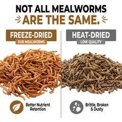 Five-Star Feeders open jar top view with visible mealworms, demonstrates fresh sealed packaging