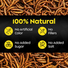 Flockin' mealworms in tray feeder attracting backyard birds