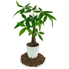Gardenera soil being added to a pot demonstrating easy repotting and root support