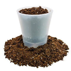 Root ball of a Money Tree after repotting into Gardenera soil showing healthy roots