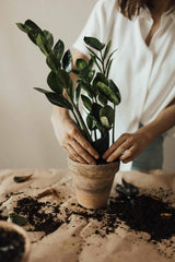 Gardenera potting mix in use repotting a ZZ Plant to promote vigorous growth