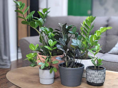 Gardenera quart bag next to a pot for visual scale and easy portioning