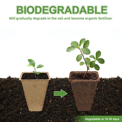 GCVOPTON trays on a sunny windowsill with seedlings growing benefit efficient indoor starting