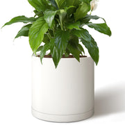 Giraffe Creation front view of 14 inch white cylinder planter showing clean shape and modern style