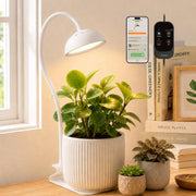 GLOWRIUM front view on desk showing compact lamp and bright plant benefit
