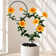 Goooxim trellis front view showing sleek support and decorative look