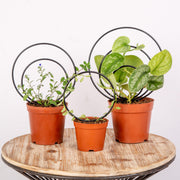 Gotrays GOOOXIM front view showing gold multi-circle trellis benefit elegant display