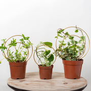 Gotrays Mirthdino trellis front view showing gold finish and symmetry benefits styling