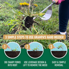 Grampa's Weeder in use removing a dandelion demonstrating efficient chemical-free weeding