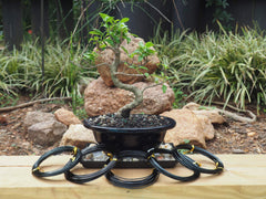 Grow A Bonsai Tree close-up of anodized wire texture, smooth finish preserves bark