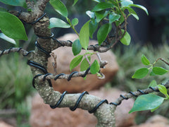 Grow A Bonsai Tree wire wrapped on branch, demonstrating secure shaping benefit