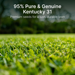 Hit List Seed K31 seed close-up highlighting clean, weed-free seed