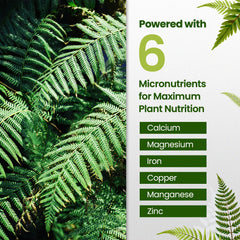 Close-up of frond texture improved by HiThrive nutrients