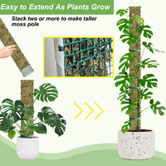 HOLANHING moss pole supporting Monstera showing improved vertical growth and leaf development