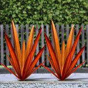 Homight agave front view showcasing sculptural form and garden appeal