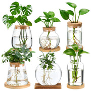 Honeydak front view of six glass propagation vases showing clean display benefit