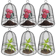 Hydream six-pack cloches front view showing coverage and neat garden look