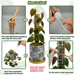 HYYZ moss pole in use with Monstera demonstrating vertical support benefit