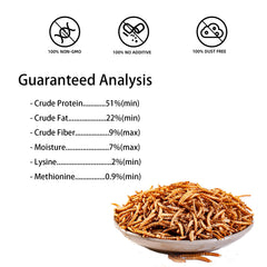 I LOVE WORMS fed to a bearded dragon showing reptile-friendly protein option