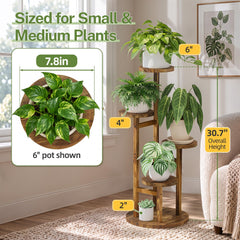 iDavosic.ly top-tier succulents arranged to show light exposure benefit