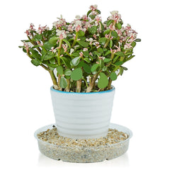 Idyllize saucers stacked for compact storage and easy organization benefit
