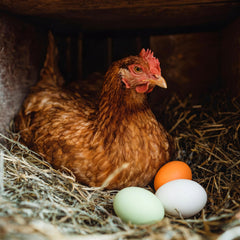 JolliLudo multicolor eggs placed in nesting box encouraging hens to lay there