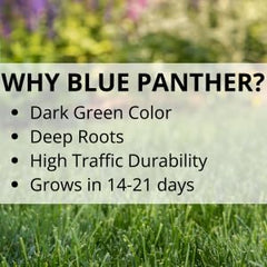 Jonathan Green established Bermudagrass lawn demonstrating dense, wear-resistant turf