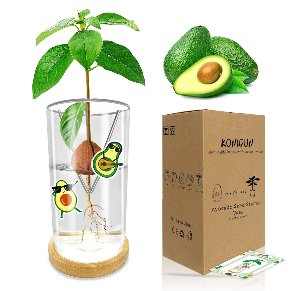 KONIDUN front view showing full avocado starter vase and holder benefits