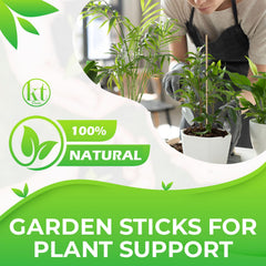 KT Deals stakes inserted in potted tomato plant providing sturdy upright support