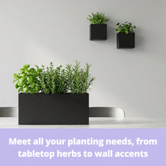 LáLáGreen filled with succulents showing instant decorative appeal