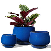 LE TAUCI front packaging showing three sapphire blue pots and gift appeal