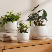 LE TAUCI front packaging showing set of three white pots, clear product view and benefit