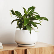 LE TAUCI planter front view showing clean white finish and shape, enhances decor