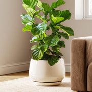 LE TAUCI front view of beige ceramic planter showing shape and style