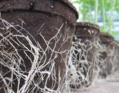 Liquid Fence CowPots close-up of fiber texture promoting root penetration