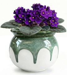 LITUDISO front view gradient green pot showing elegant design and decor benefit