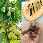 Loseedsoo seed packet front view showing ten pawpaw seeds and planting benefit