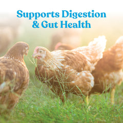 Manna Pro Hydro-Hen mixed in water in a poultry waterer demonstrating immediate hydration support