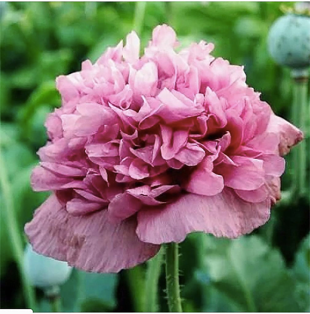Marde Ross seed packet front showing Violetta Blush poppy imagery and quantity